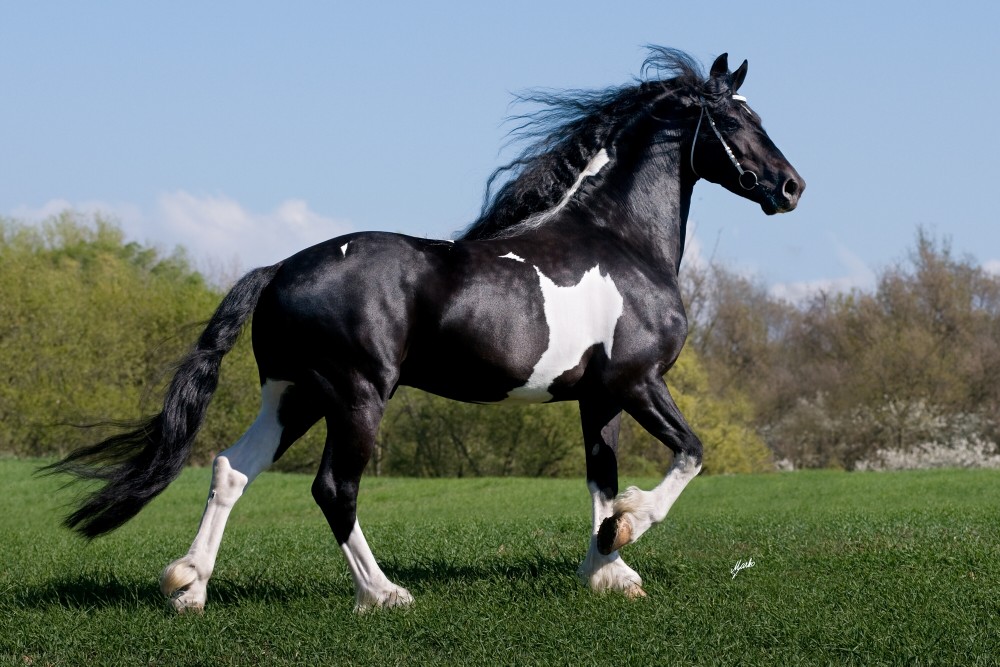 BAROCK PINTO STALLION At Stud